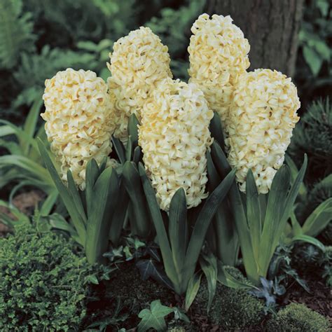 Hyacinth Bulbs - Bedding & Prepared | Wholesale Prices | Boston Bulbs