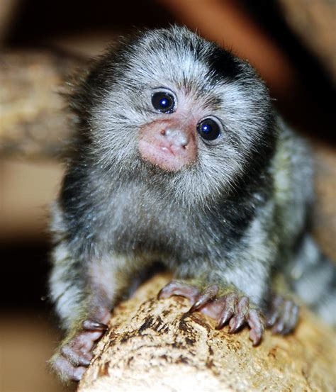 Marmoset monkey | Marmoset monkey @ everland.korea | IN CHERL KIM | Flickr