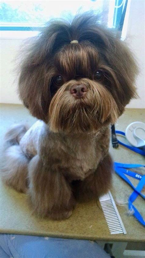 male shih tzu top knot in 2023 | Shih tzu dog, Cute dogs, Shih tzu