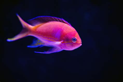 List Of Fish Names And Pictures