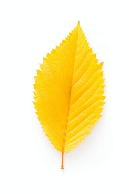 Premium AI Image | Single Yellow Leaf Isolated on White Background Generative AI