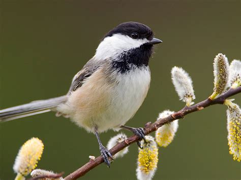 Winter for Black-Capped Chickadees | Finger Lakes Land Trust