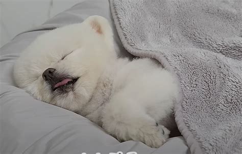 Sleeping dog meme Blank Template - Imgflip