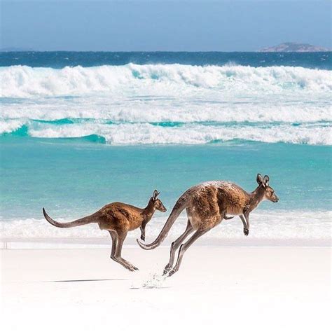 Wildlife & Nature on Instagram: “Rare moments of Kangaroos jumping at the beach in Australia ...