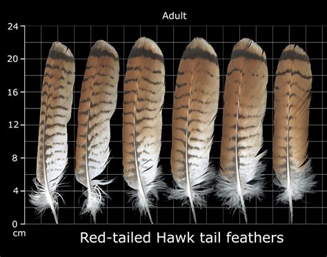 The Feather Atlas - Feather Identification and Scans - U.S. Fish and Wildlife Service Forensics ...