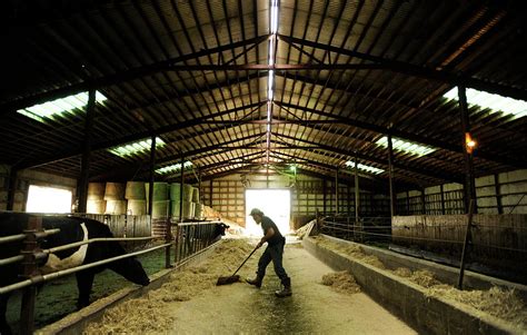 Daily Life On An Organic Dairy Farm Photograph by Brian Fitzgerald - Fine Art America