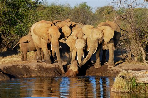 Madikwe Game Reserve