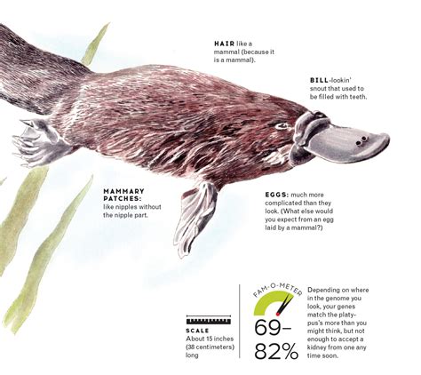 Ask an Expert: 'Consider the Platypus' | All Of It | WNYC