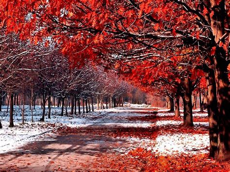 Fall Winter Backgrounds