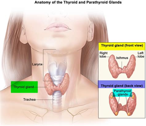 Thyroid Gland Location, Function, Hormones, Problems and Surgery