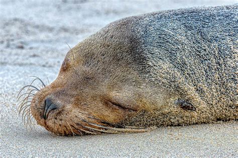 Sleeping Sea Lion Portrait Photograph by Donald Lanham - Fine Art America