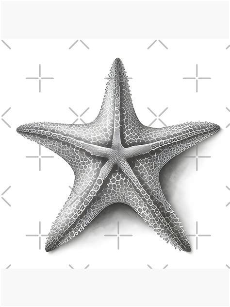 Details 196+ realistic starfish drawing - nanoginkgobiloba.vn