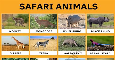 Safari Animals: List of Awesome Safari Animals with Facts • 7ESL