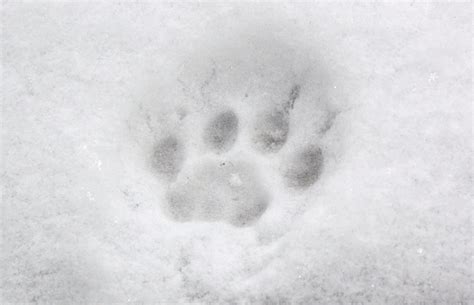 Cat snow print (3) | This is Possum's paw print in the snow.… | Andree ...