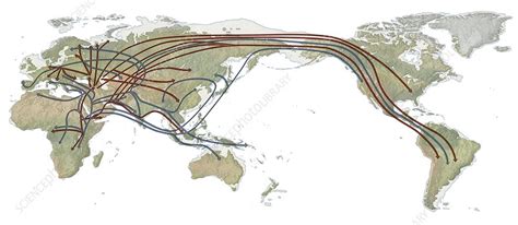 Human genetic lineages, world map - Stock Image - C024/0622 - Science ...