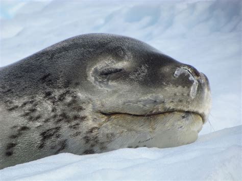 Leopard Seal : r/CuteButHorrifying