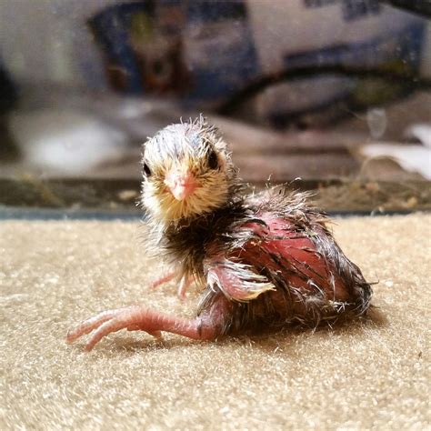 Baby Button Quail by Kitsuda on DeviantArt