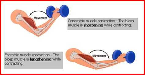 MUSCLE CONTRACTION