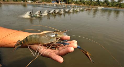 Giant river prawn farmers in Mekong Delta enjoy bumper crop ...