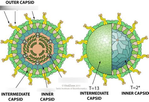 Reovirus Diagram | Quizlet