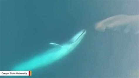 Stunning video shows blue whale feeding, thanks to drone