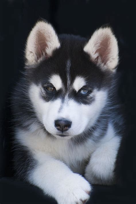 Adorable Siberian Husky Sled Dog Puppy Photograph by Kathy Clark