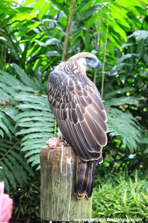 ALventureBlogs: Davao Adventure: The Philippine Eagle: Birds of Prey in 2020 | Philippine eagle ...