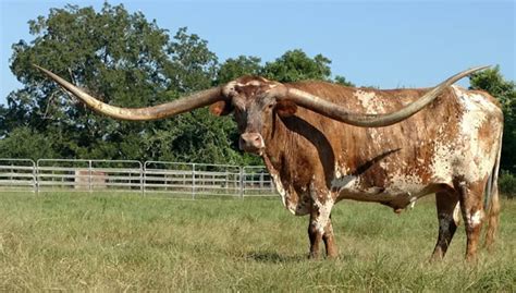 World Record for Longest Horns Comes Home to Texas | The Alcalde