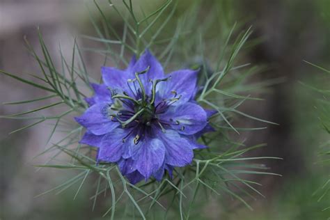 Love-in-a-mist (Nigella damascena) is a beautiful delicate annual.