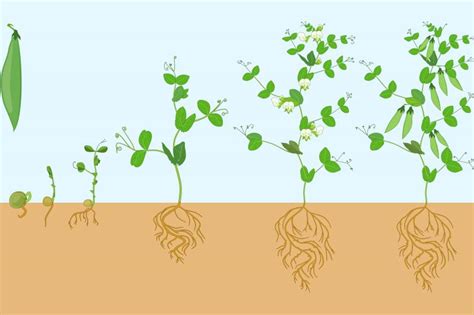 life cycle of a bean plant pdf - Queen Hackett