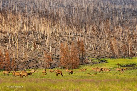 COLORADO WILDLIFE GALLERY - trogontours.net