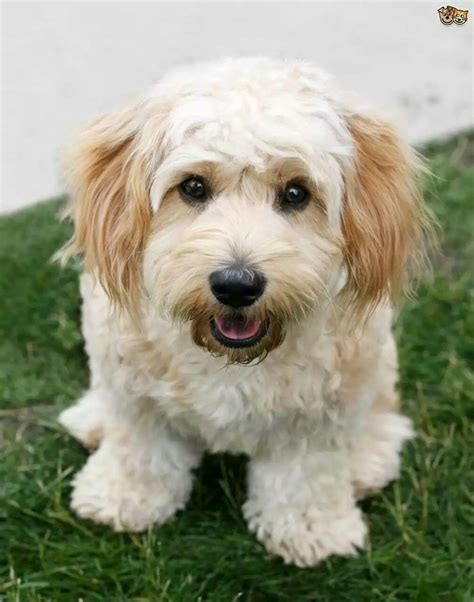 4 Personality Traits of the Adorable Cavachon Puppy | Cavachon puppies, Cavachon dog, Cavachon