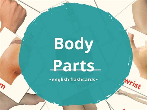 26 FREE Body Parts Flashcards | PDF | English Words
