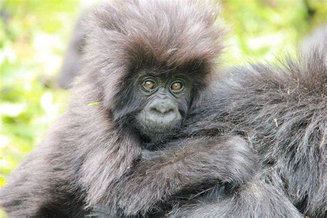 In Photos: Baby Gorilla Naming Ceremony | Live Science