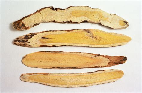 Astragalus: Traditional recipes for the immune system | Dr. Laurell ...