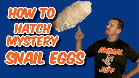 How to hatch mystery snail eggs - YouTube