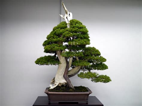 Bonsai Japan :: Chinese juniper