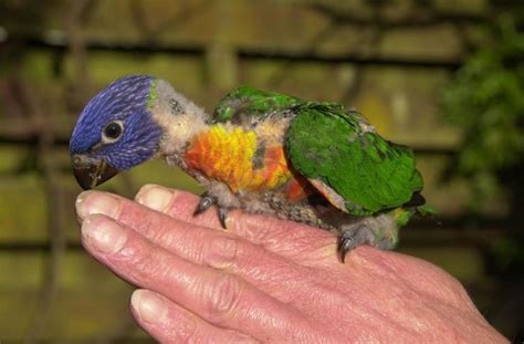 Rainbow Lorikeet Facts, Pet Care, Diet, Price, Pictures