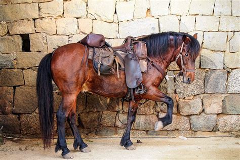 Corsican horse | Horses, Horse breeds, Horse facts