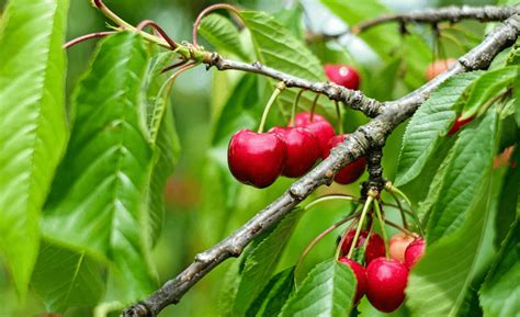 A Guide to Sweet Cherry Trees and Sour Cherry Trees - Glen Echo Nurseries