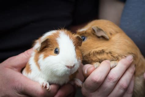 Rescue Center Uses AI To Name Their Guinea Pigs | IFLScience