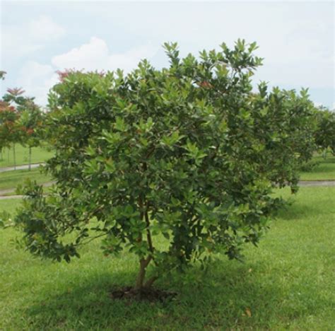 Goiaba Vermelha - Psidium guajava: 10 Sementes - SoFlor Sementes