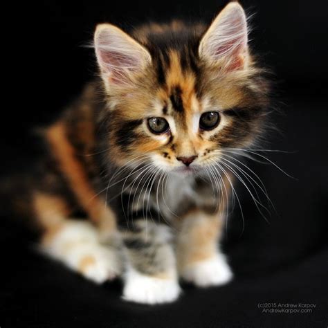 Tricolor Kittens - Cute Animals