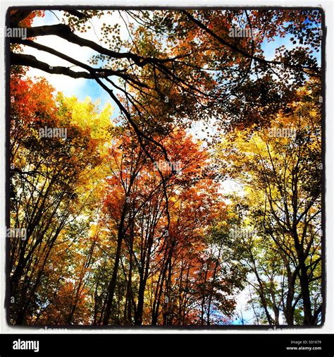 Fall colors in Maine Stock Photo - Alamy