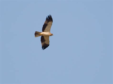 Booted Eagle | Bubo Birding