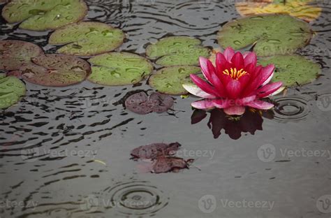 Beautiful Lotus flower in a pond during rain in Kyoto, Japan 11991594 ...