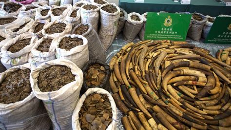 Pangolins: Hong Kong finds 'record' haul of scales in shipping ...