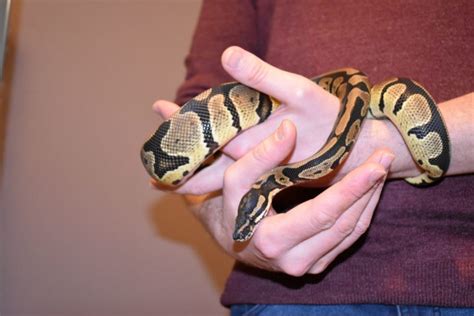 How big do Ball Pythons get? | BALL PYTHON BREEDER UK