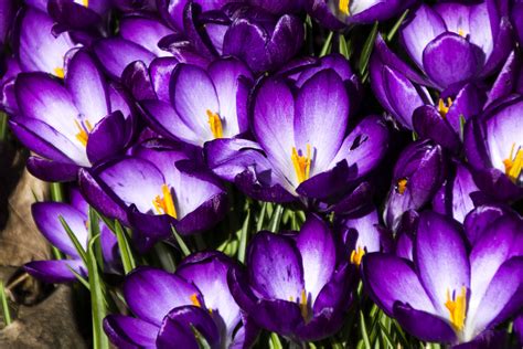 IMG_1350-purple-crocuses – Northwest Picture Maker