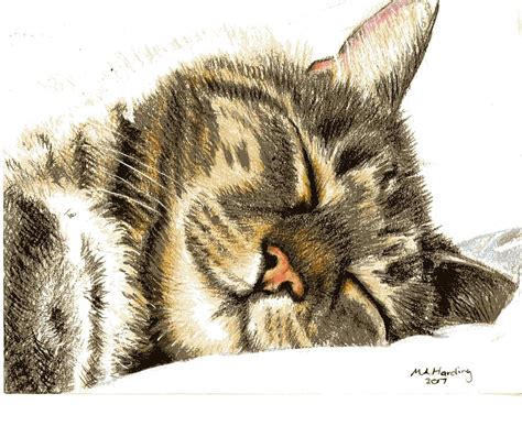 Sleeping Tabby Cat Drawing by Mary-Anne Harding - Pixels